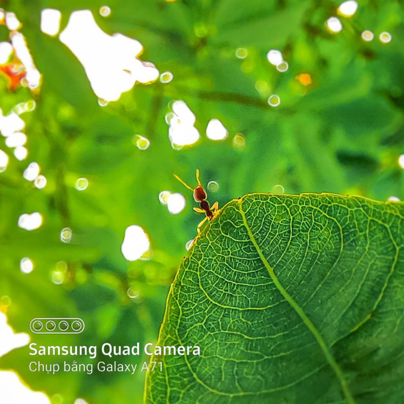 A close up of a tree Description automatically generated